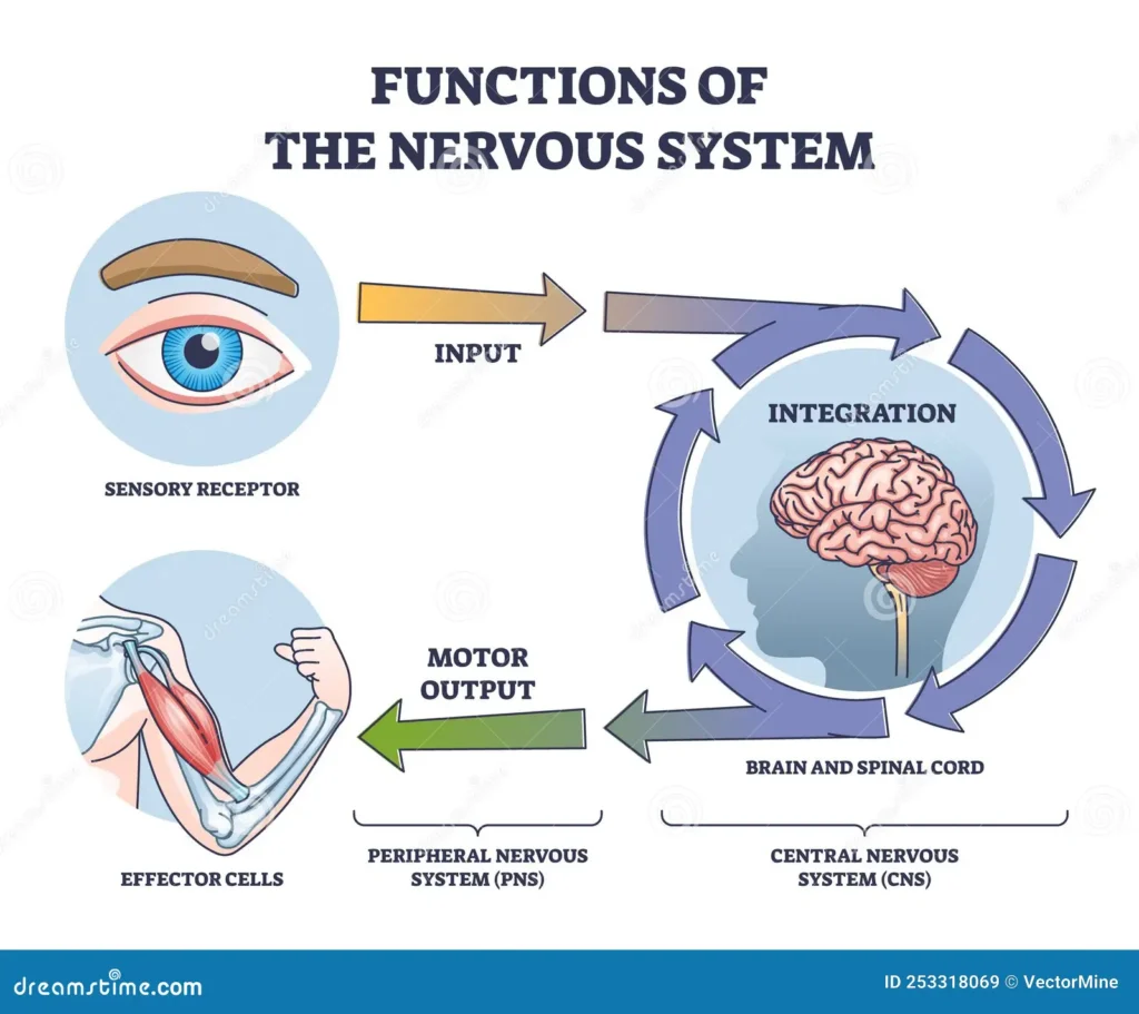 Prather-functions nervous system receptor input to effector outline diagram functions nervous system receptor input to 253318069